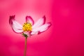 Red purple pink wild flower Wild Cosmos Flower Cosmos bipinnatus blooming during Spring and Summer closeup macro Royalty Free Stock Photo